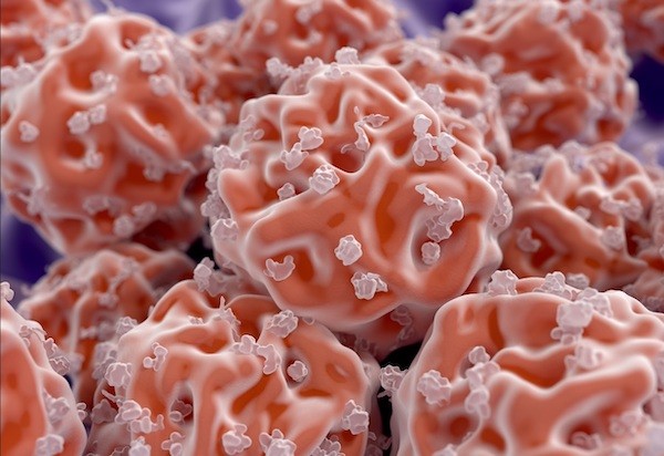 Human embryonic stem cells